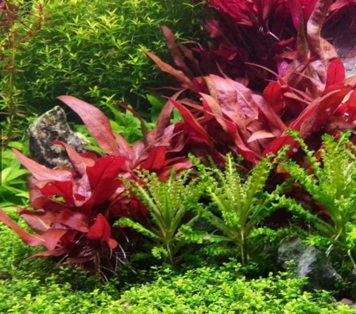 Alternanthera reinecki mini