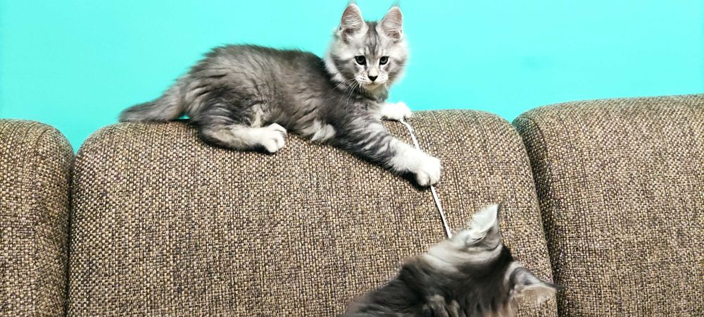 Maine Coon SREBRNY Kocur srebrzysty- MCO ns 22- Rodowód 5 Pokoleniowy SHK WCF