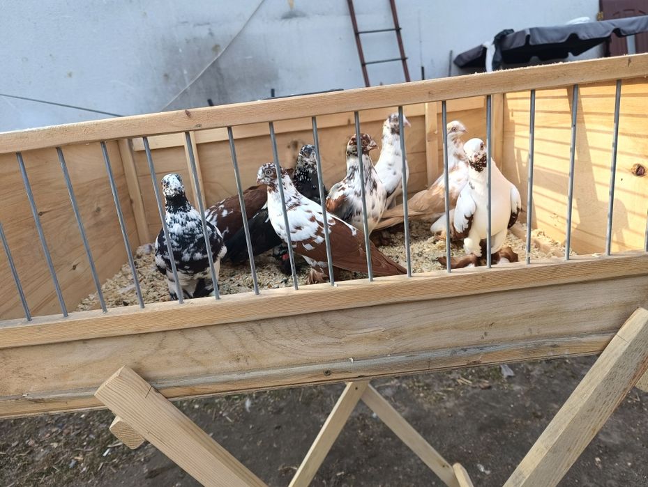 Sprzedam widymy w parach