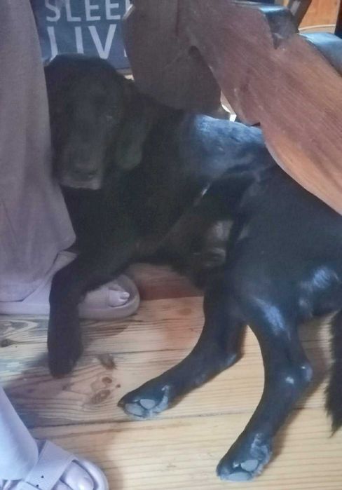 Kochany, łagodny, tulaśny, radosny, grzeczny labrador szuka domu