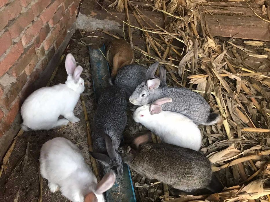Продам племінних кролів та молодняк.