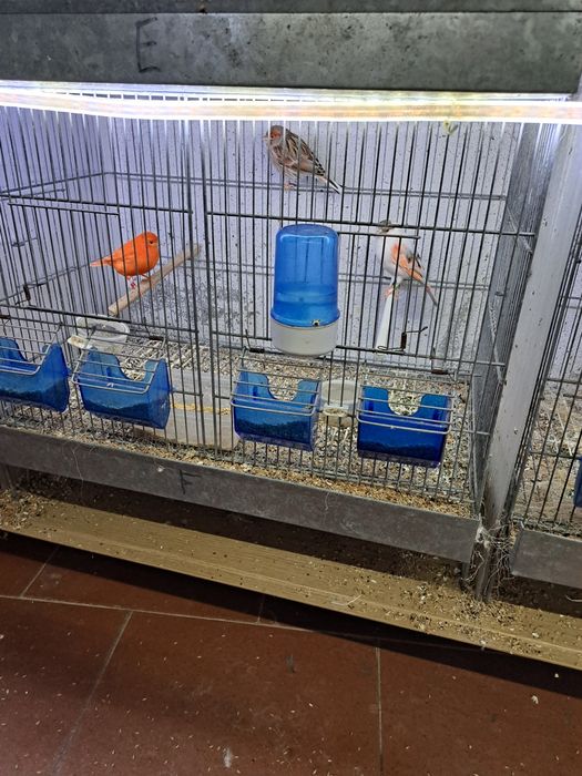 Canários e canarias