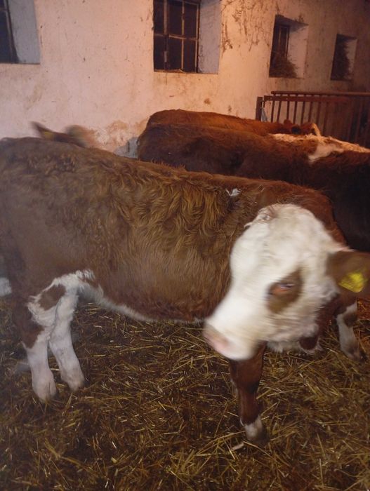 Odsadki byczki byki jałówki simental