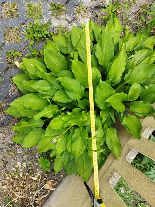 Hosty, funkie duże ładne