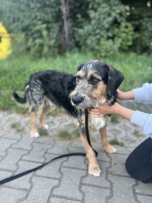 Wyjątkowy piesek Uszek szuka domku