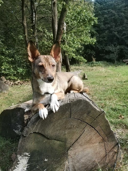 USIA szuka spokojnego, ciepłego, kochającego domku. Adopcja!