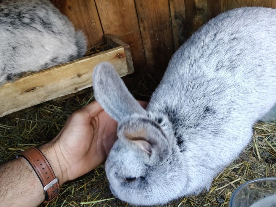 WJS olbrzym srebrzysty