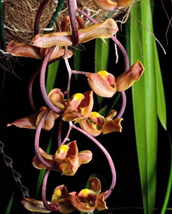 Vendo Orquídea Gongora galeata