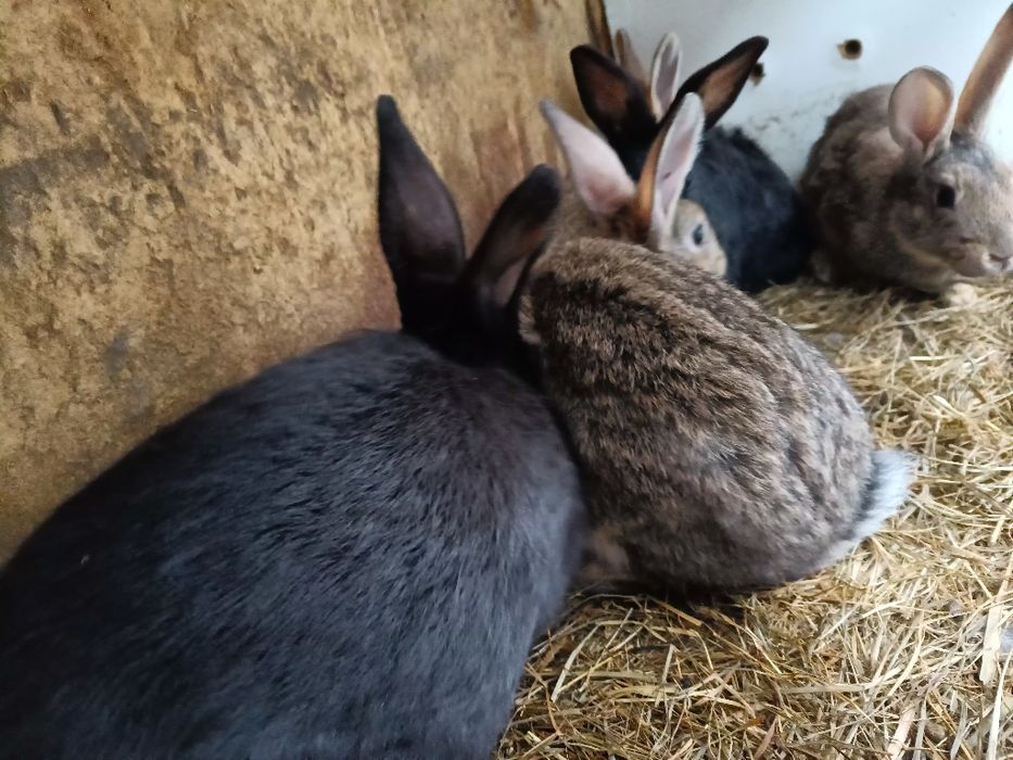 Króliki młode odsadki po dużych rodzicach