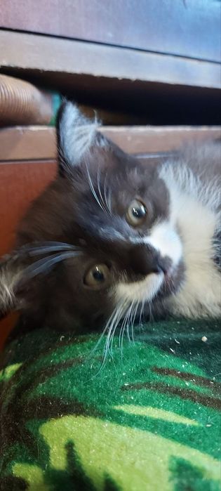Котята британцы ищут заботливых хозяев