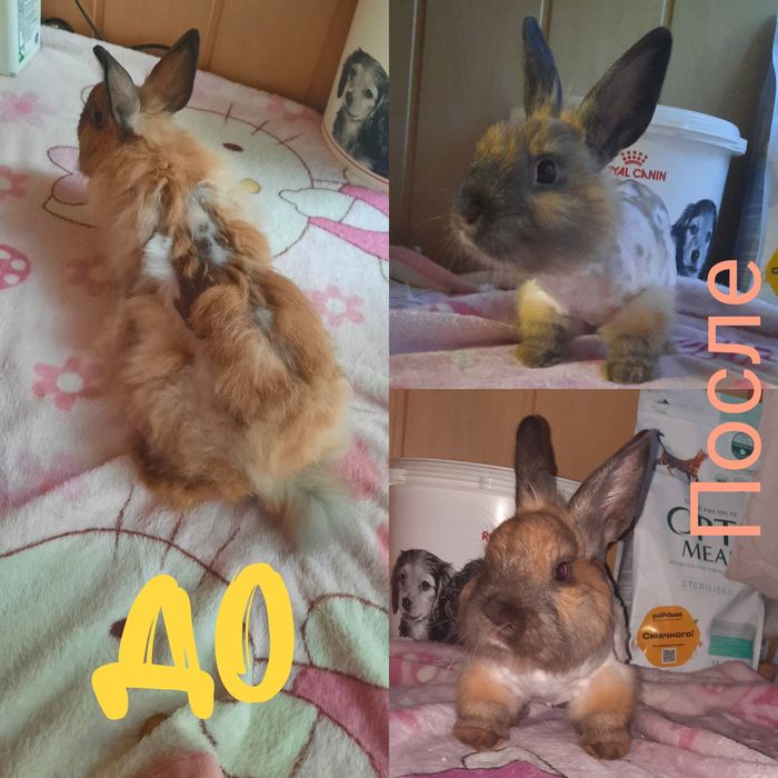 Грумер.стрижка животных.кроликов.груминг.услуги для животных вычёсыван