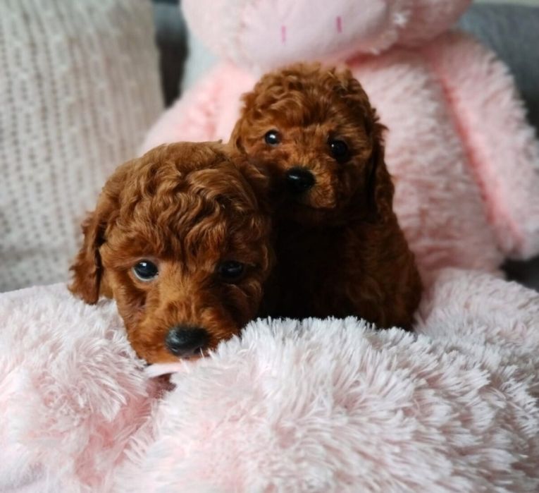 Красунчики той пудель