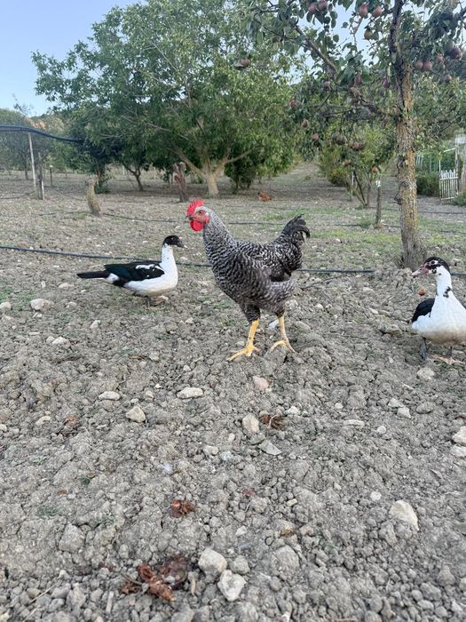 Galos galinhas frangos pintos patos gansos
