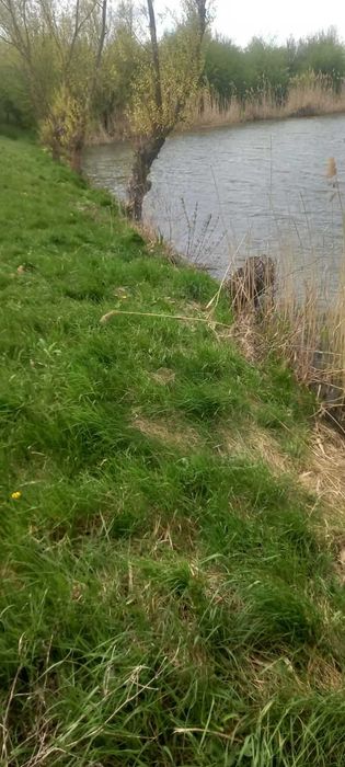 Оренди земельної ділянки водного фонду площею 10,2833 га, Тернопільська обл. - Vista 3