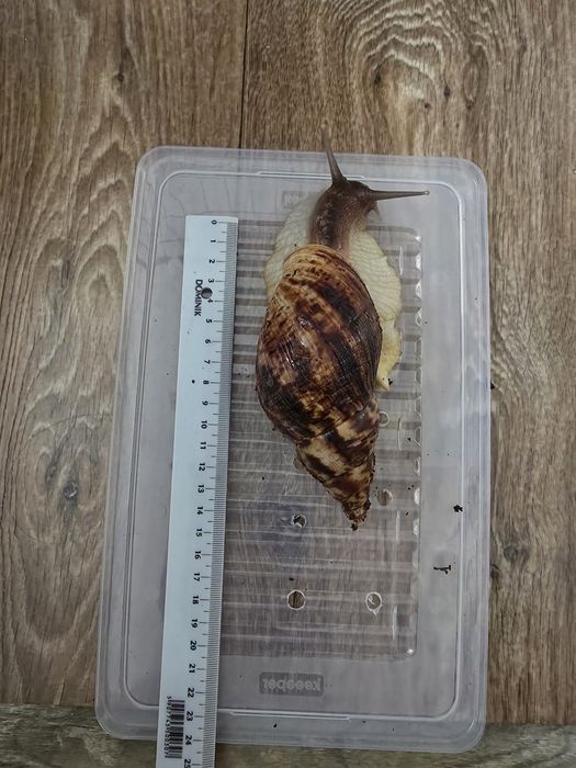 Ślimak afrykański reticulata