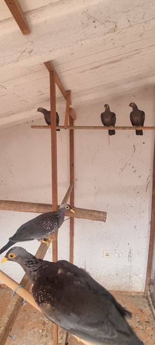 Pombo oliva- casal