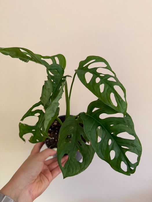 Planta Monstera adansonii