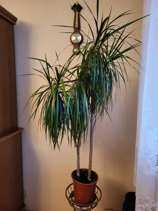 Dracena duża 110 cm.