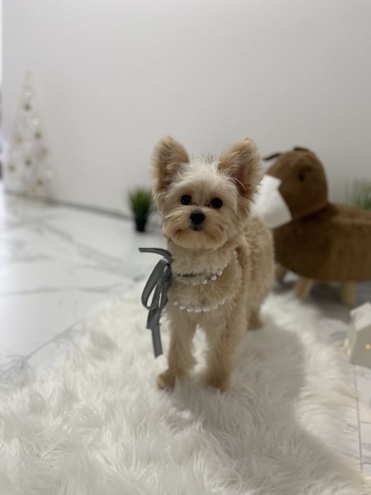 Помапу — Доставка по Україні та Європі  з любовю