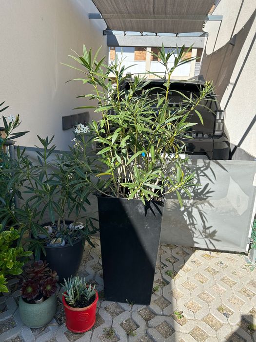 Várias plantas exterior