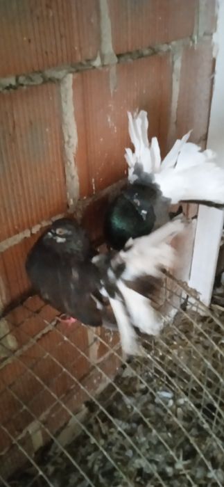 Sprzedam pliki nowy Sącz