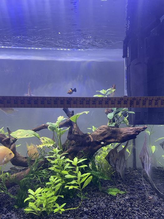 Pterophilum Scalare “Escalares Altum”