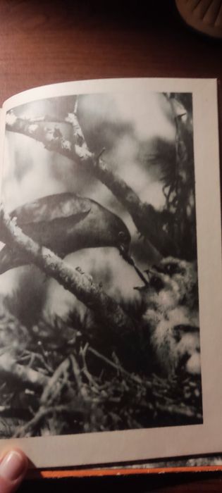 Голованова   С фотоаппаратом за синей птицей