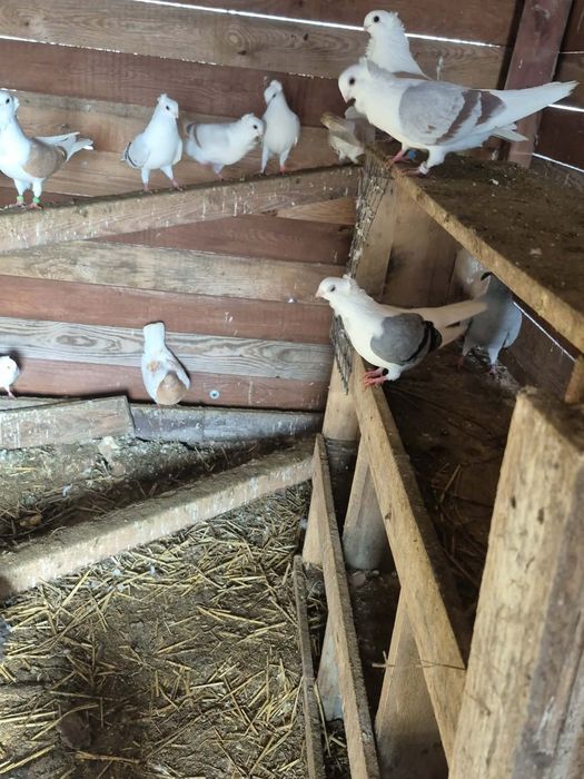 Gołębie rasowe mewki