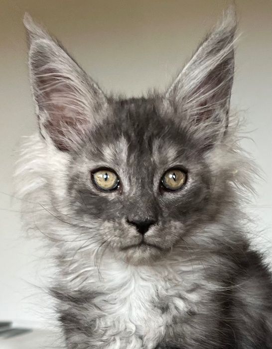 REZERWACJA Magiczny, ekskluzywny kocurek Maine Coon CZARNY DYMNY