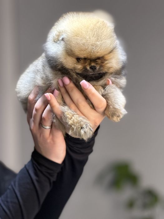 Померанский шпиц девочка мини мишка