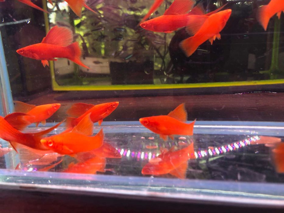 Wiedeński Delta mieczyk Red Albino