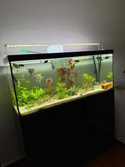 Aqaurio 120x50x50 equipado