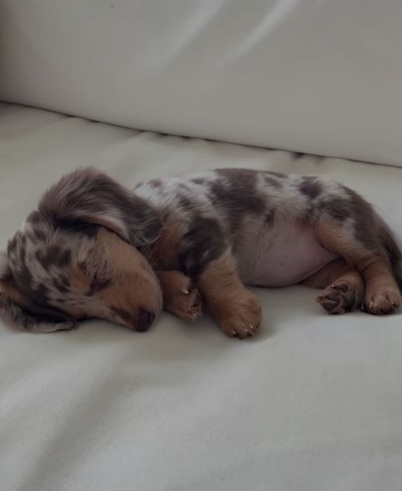 Продається дуже гарне та доглянуте цуценя такса.