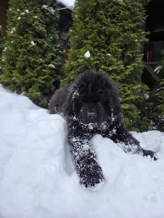 цуценя 2 місячне ньюфаунленд