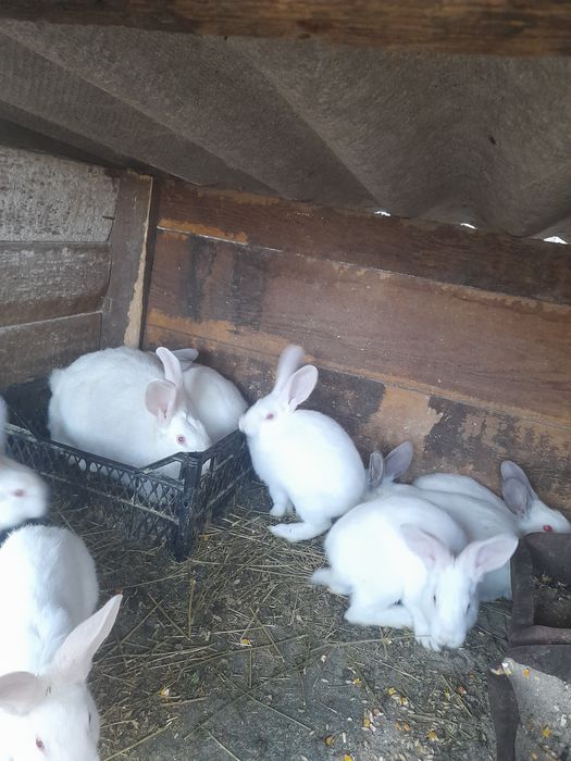 Продам  кроликів