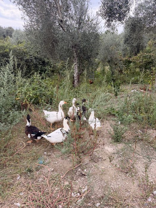 Patos femea e macho