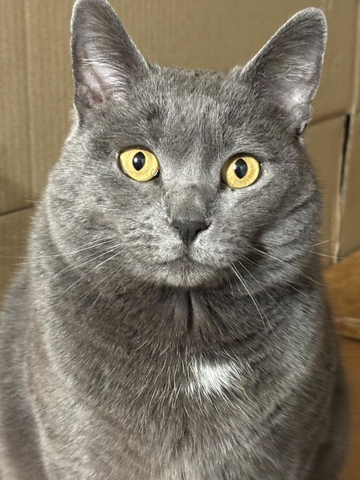 Гарний котик метис кастрований