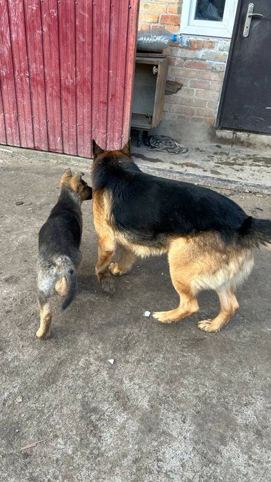 Дівчинка німецької овчарки