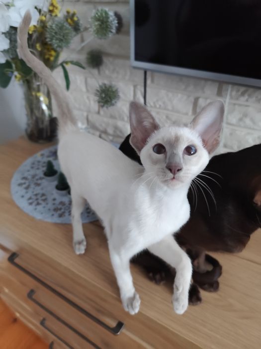 Kotka syjamska rodowód Fpl