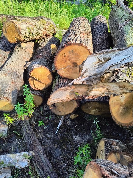 Drzewo drewno opałowe różne
