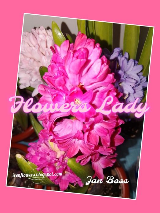 КВІТИ в горщиках ГІАЦИНТИ Махрові ЛІЛІЇ Гіпеаструм КЛЕМАТИСИ Гортензії