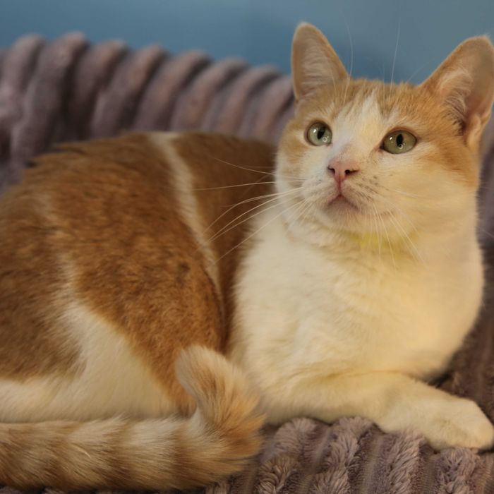 Киця в пошуку родини