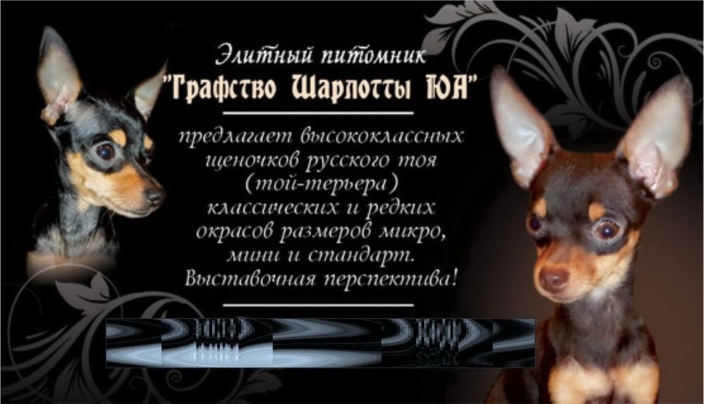 Перспективная девочка элитных кровей! ОтЧемпионов! Док.КСУ,чип,привита