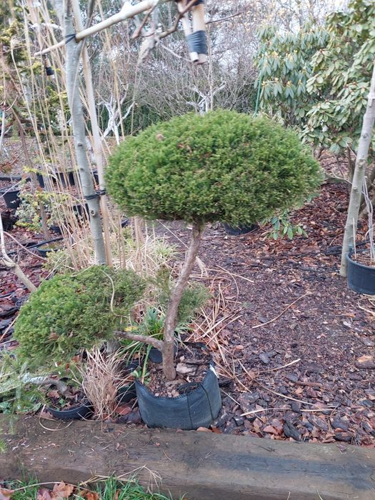 Bonsai, niwaki ogrodowe