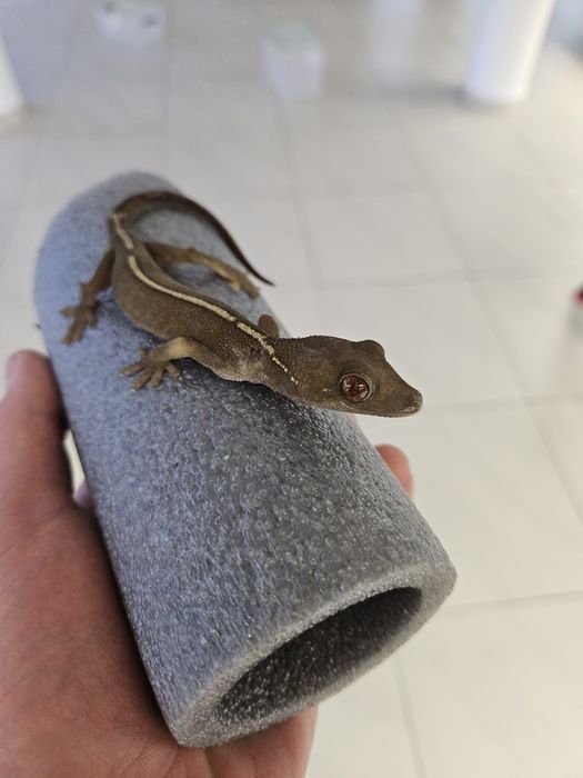 Gekon czekoladowy - Gekko vittatus, młody samiec cb25