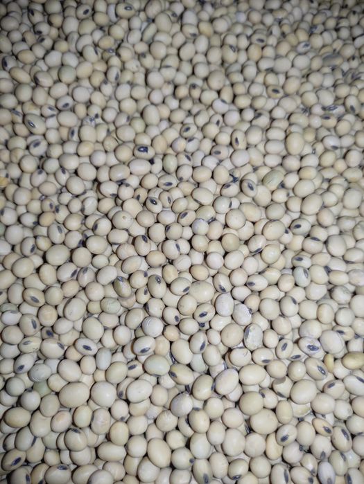 Соя Хайстар підготовлена до посіву