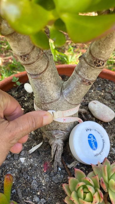 Suculenta jade tipo bonsai