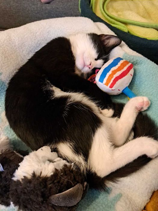 Opieka nad kotami z dojazdem | Bez hotelu, bez stresu