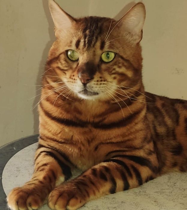 Gatinho  Bengal 2 meses