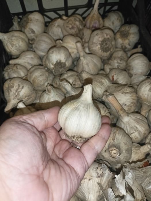 Часник  домашній